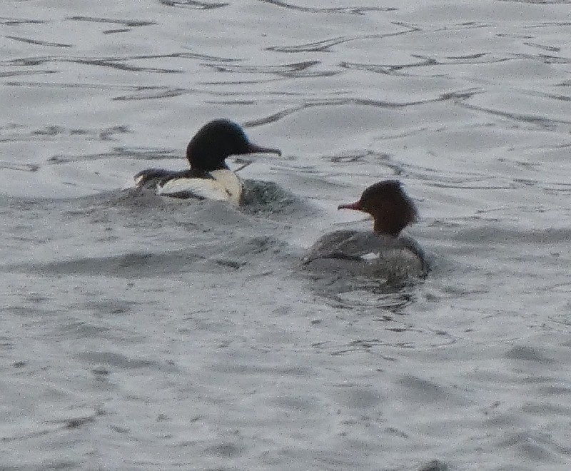 �J���A�C�T