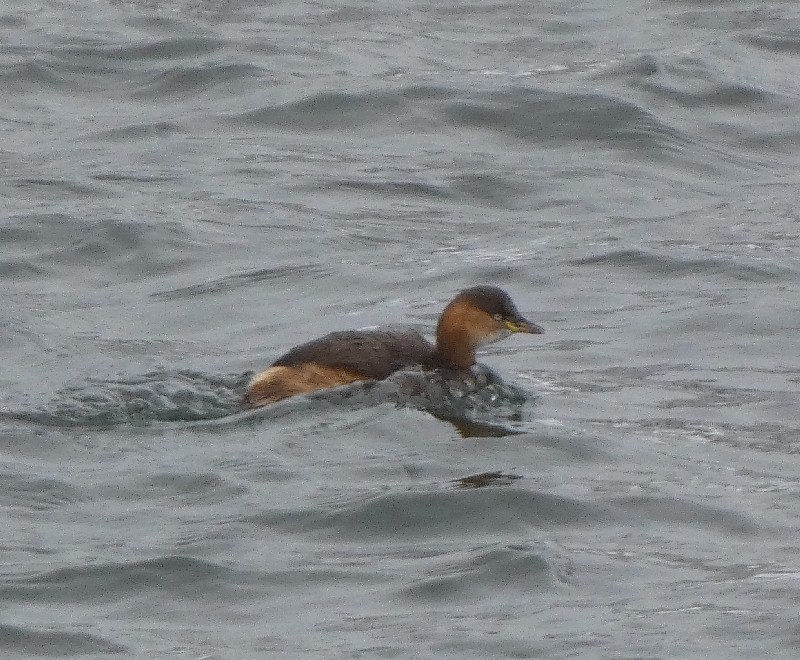 �J�C�c�u��