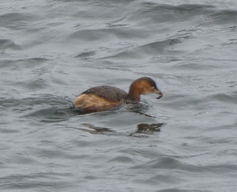 �J�C�c�u��