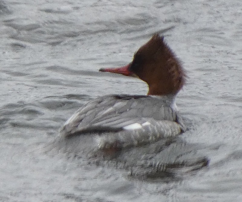 �J���A�C�T