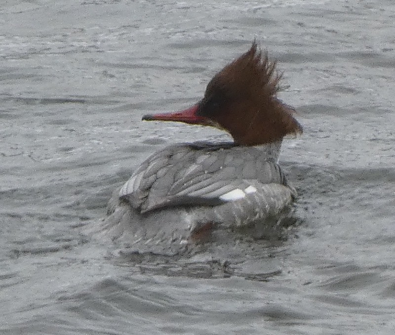 �J���A�C�T