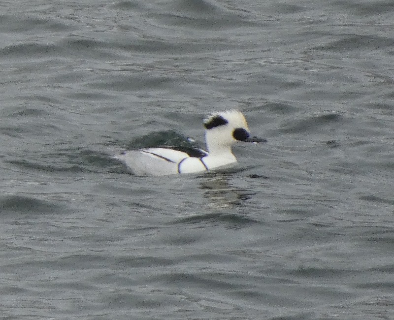 �~�R�A�C�T