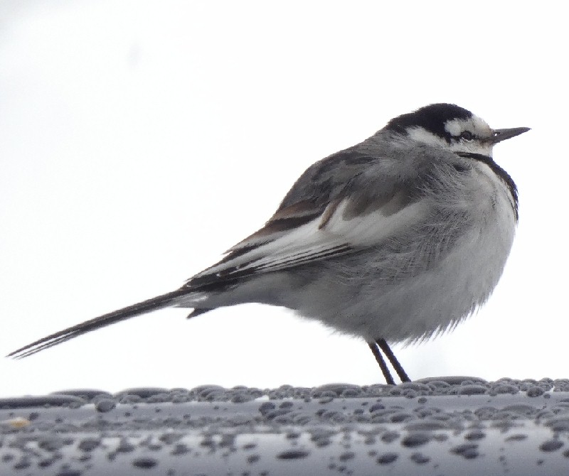 �n�N�Z�L���C