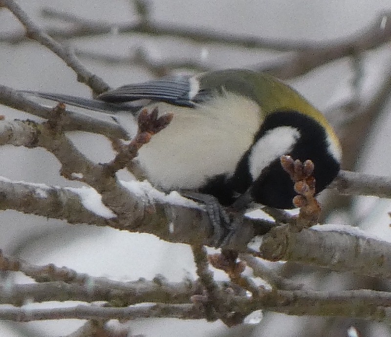 �V�W���E�J��