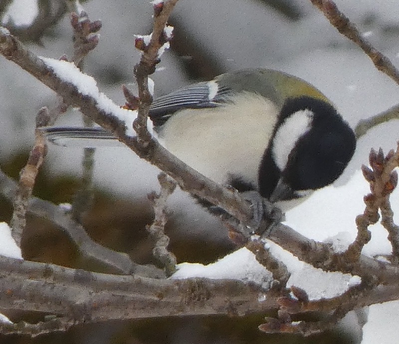 �V�W���E�J��