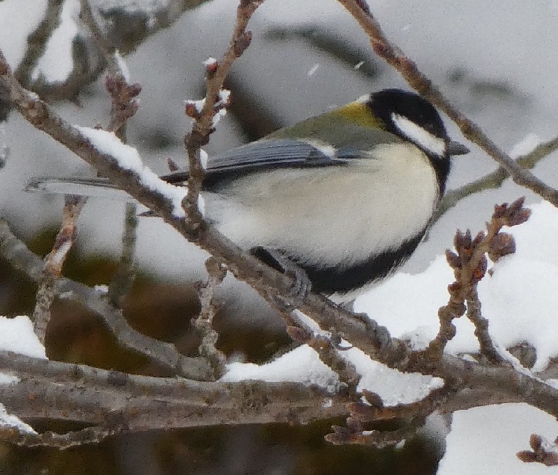 �V�W���E�J��