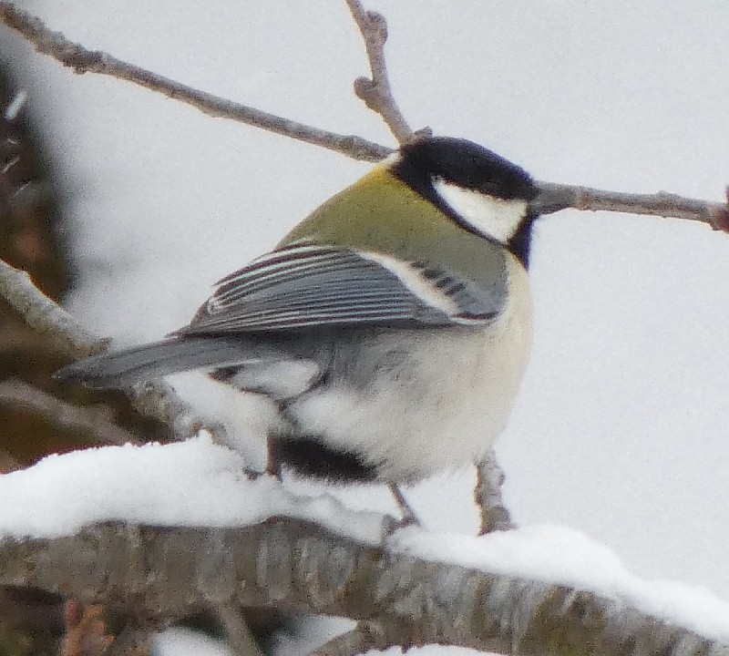 �V�W���E�J��