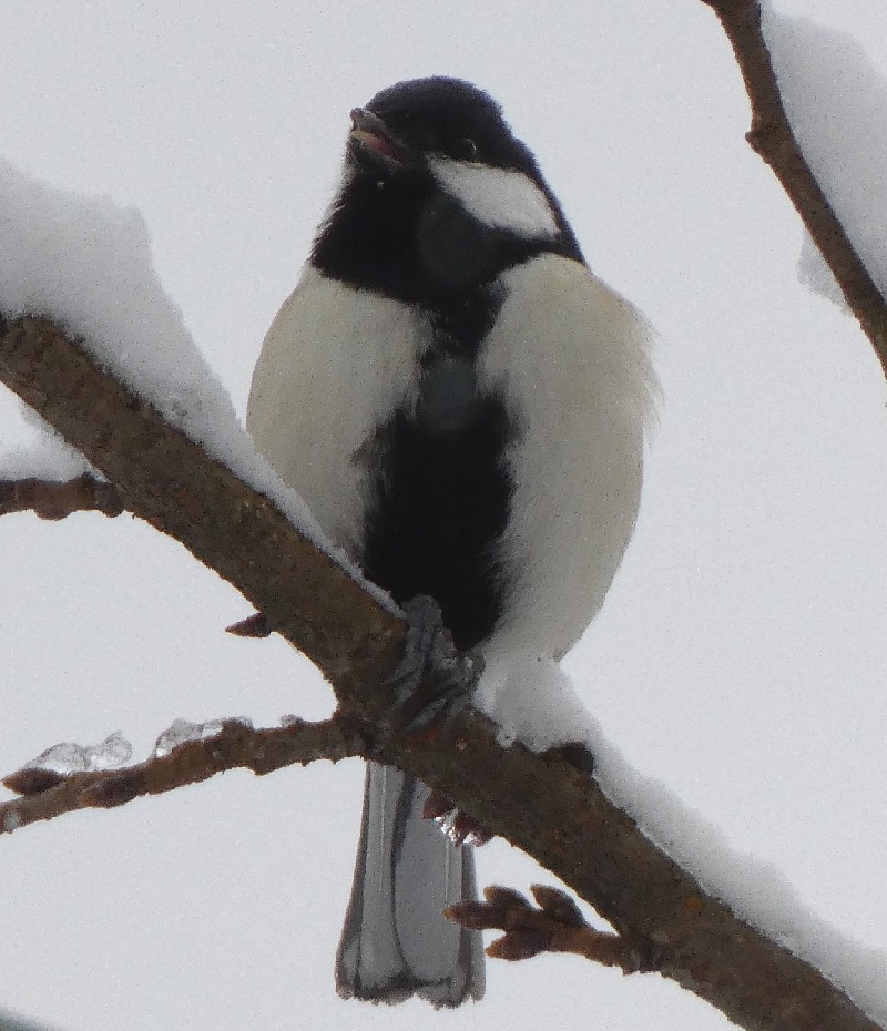 �V�W���E�J��