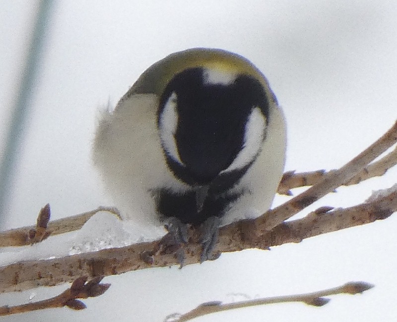 �V�W���E�J��