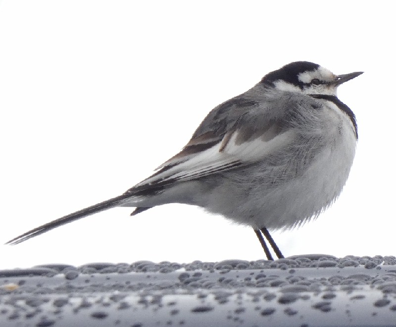 �n�N�Z�L���C