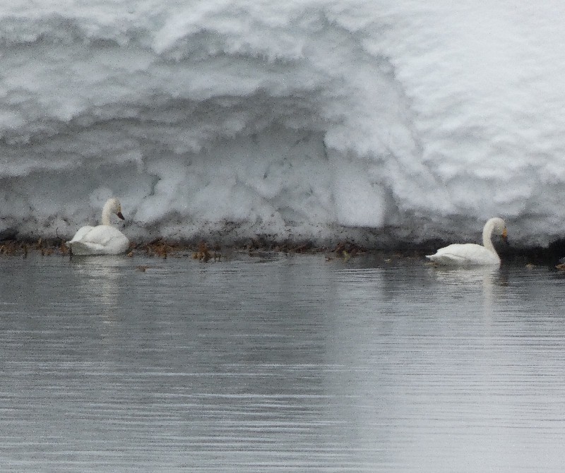 �R�n�N�`���E