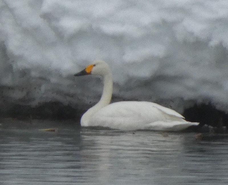 �R�n�N�`���E