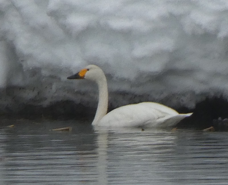 �R�n�N�`���E