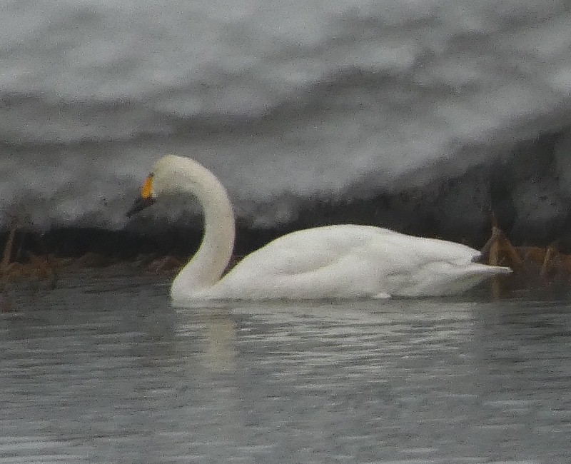 �R�n�N�`���E