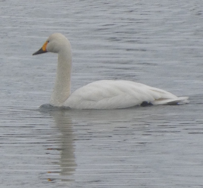 �R�n�N�`���E