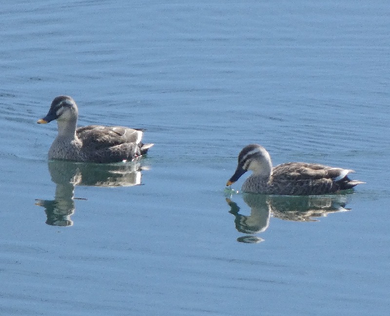 �J���K��