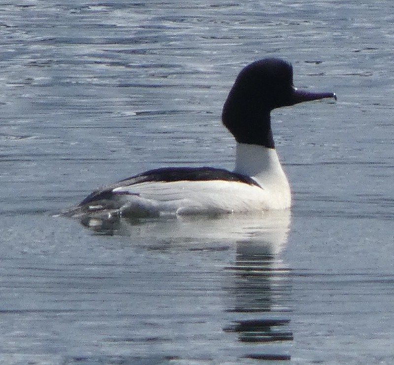 �J���A�C�T