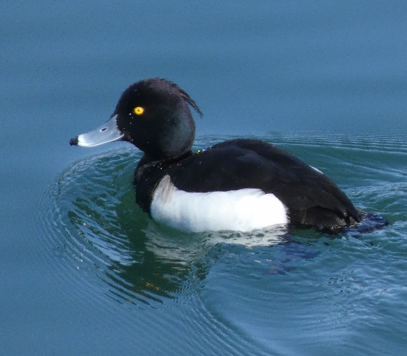 �L���N���n�W��