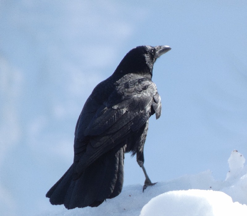 �n�V�{�\�K���X