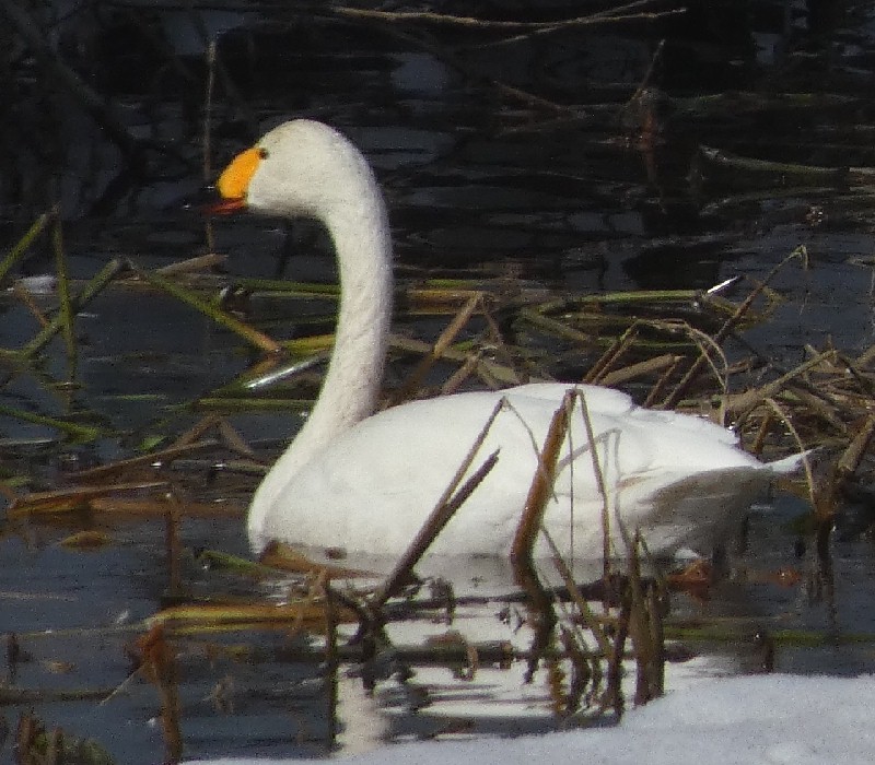 �R�n�N�`���E