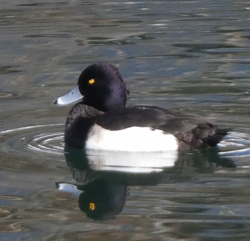 �L���N���n�W��