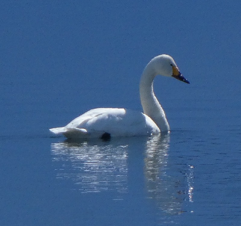 �R�n�N�`���E