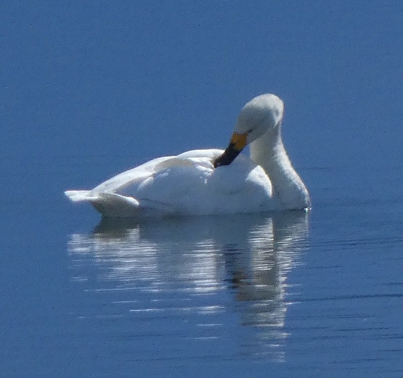 �R�n�N�`���E