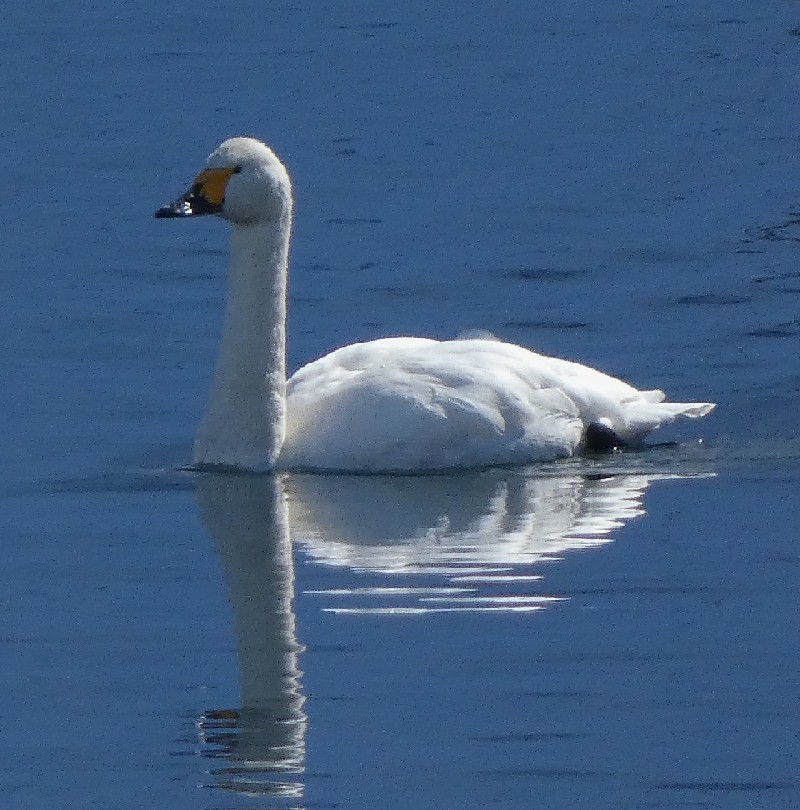 �R�n�N�`���E