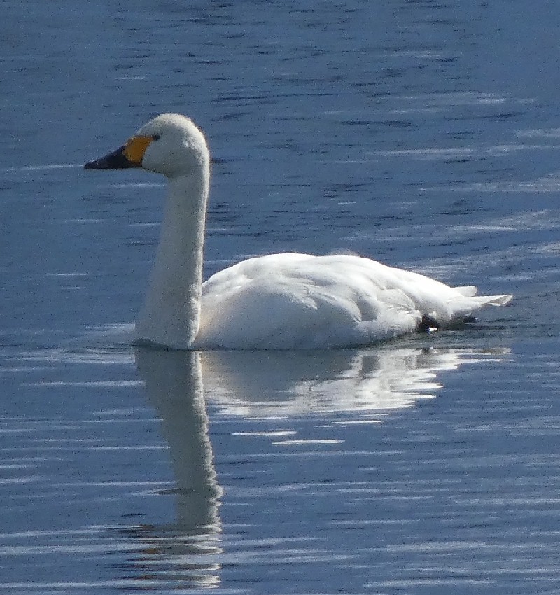 �R�n�N�`���E