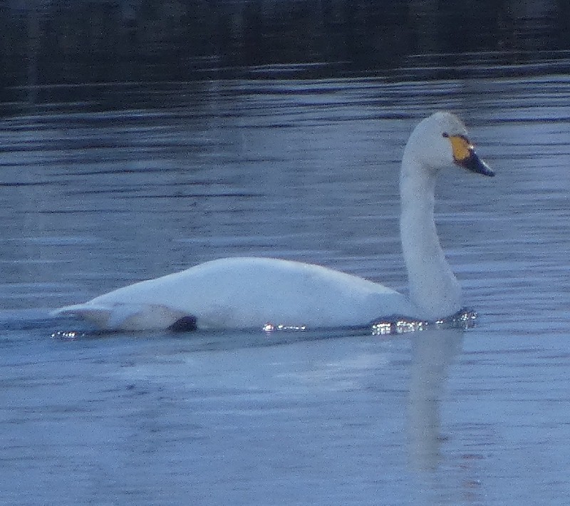 �R�n�N�`���E