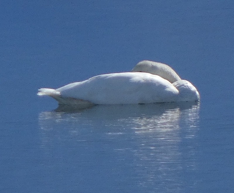 �R�n�N�`���E