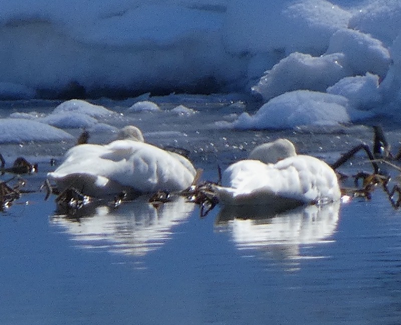 �R�n�N�`���E