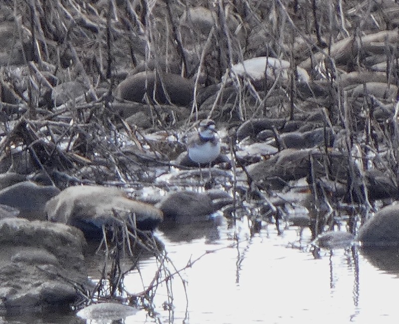 �C�J���`�h��