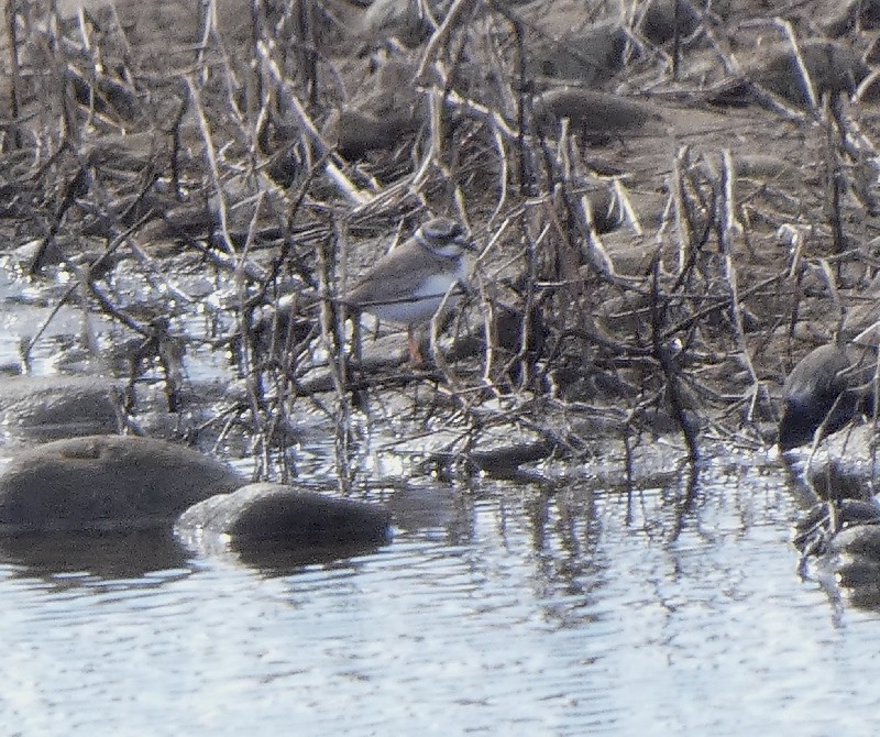 �C�J���`�h��