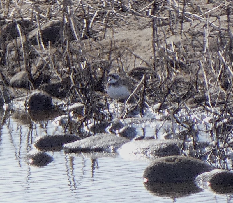 �C�J���`�h��