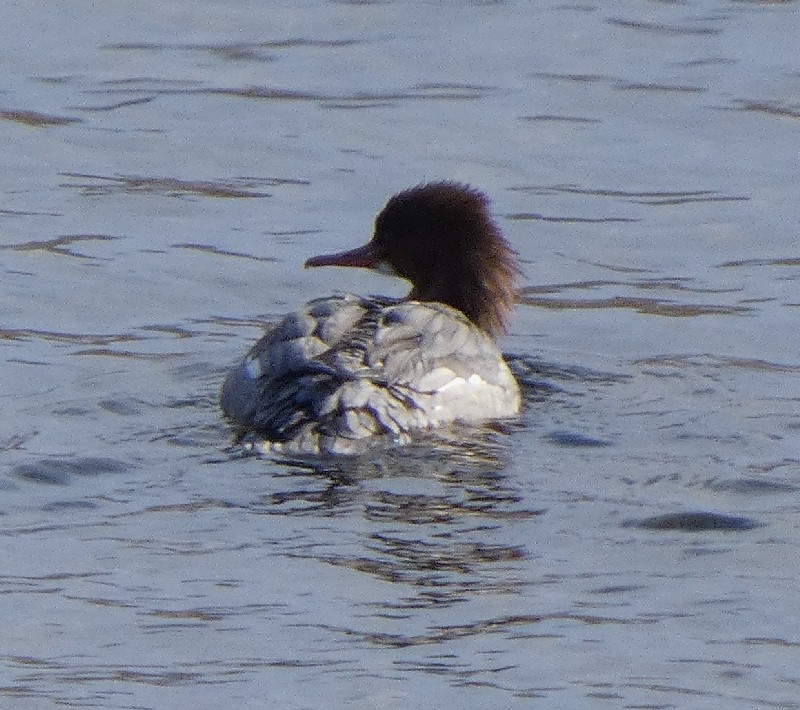 �J���A�C�T