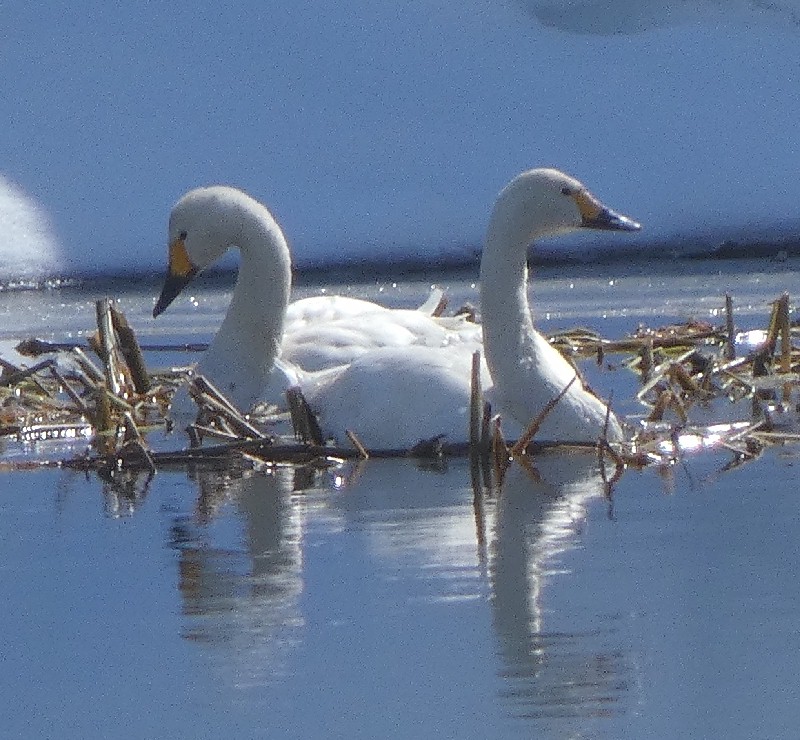 �R�n�N�`���E