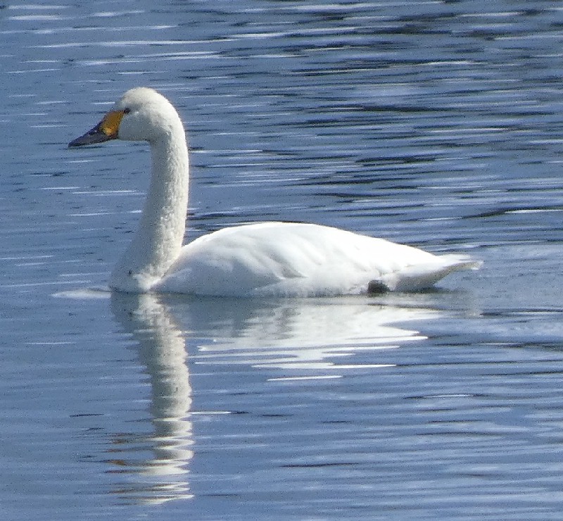 �R�n�N�`���E