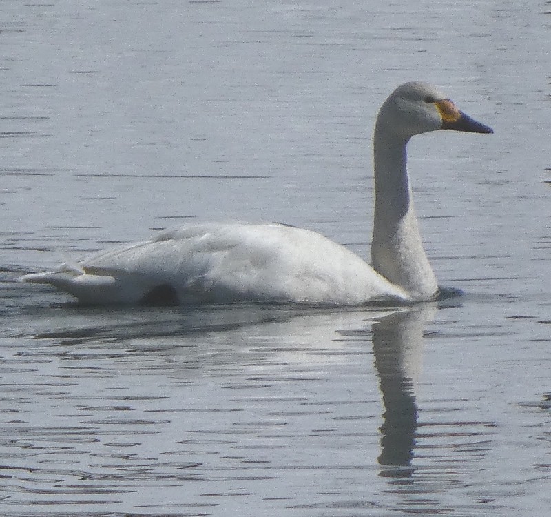 �R�n�N�`���E