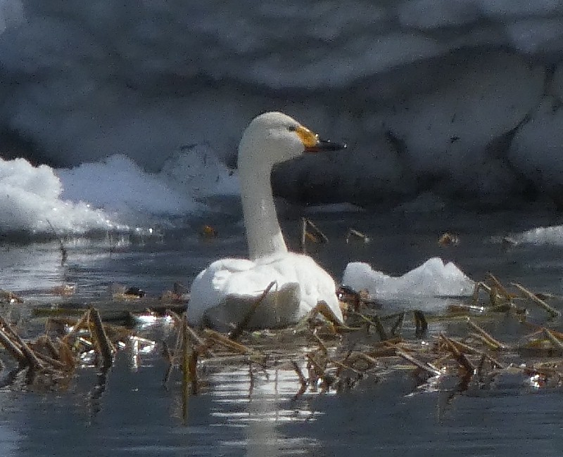 �R�n�N�`���E