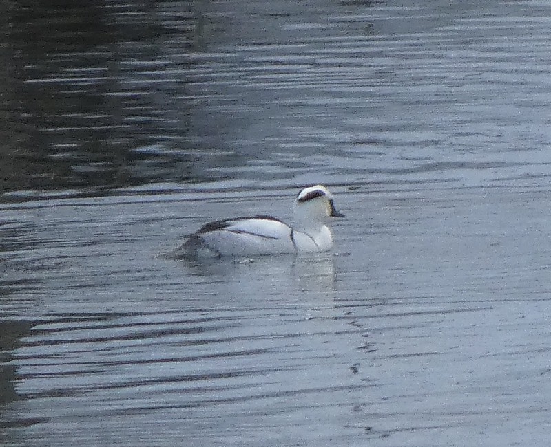 �~�R�A�C�T