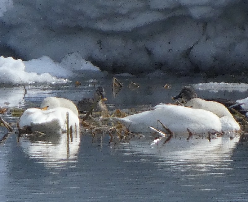 �R�n�N�`���E