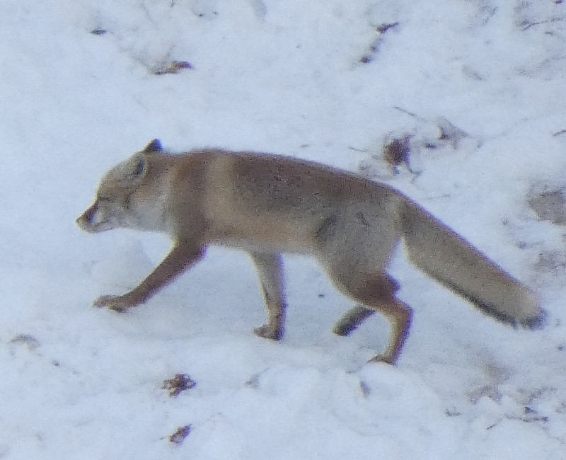 �z���h�L�c�l