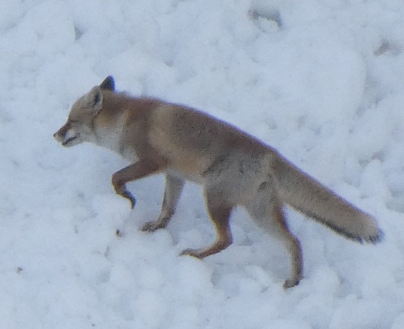 �z���h�L�c�l