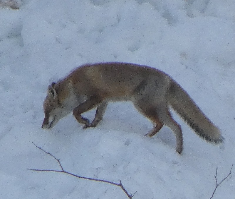 �z���h�L�c�l