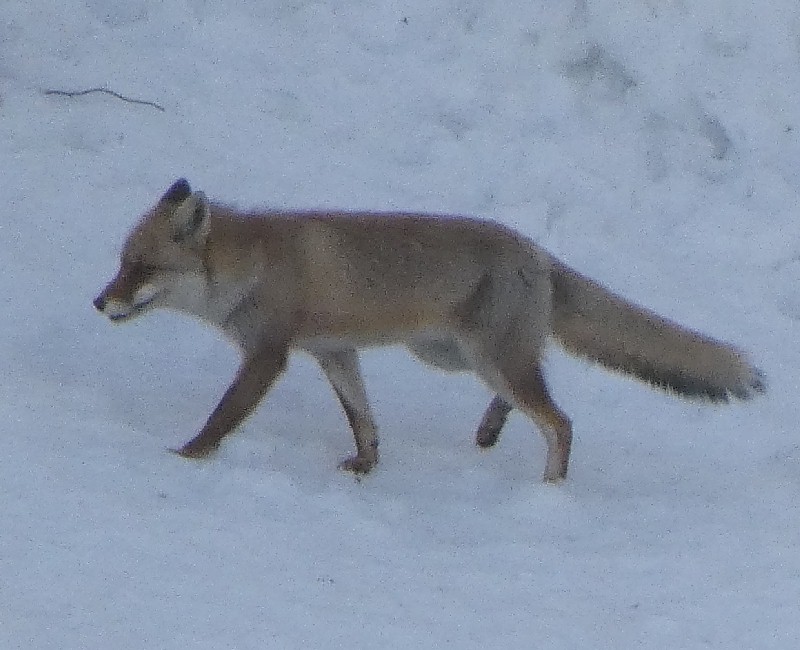 �z���h�L�c�l