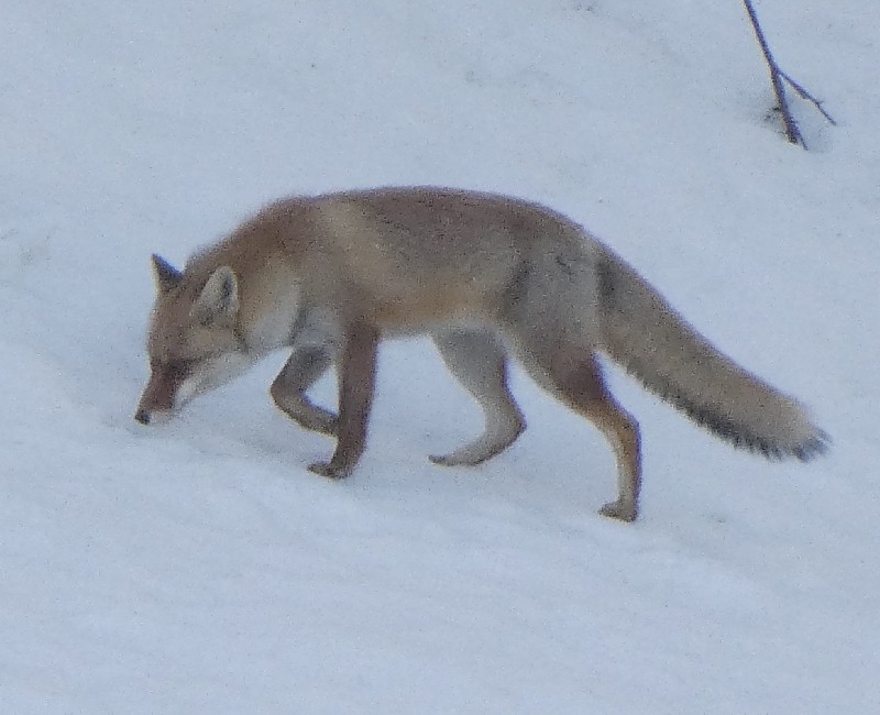 �z���h�L�c�l