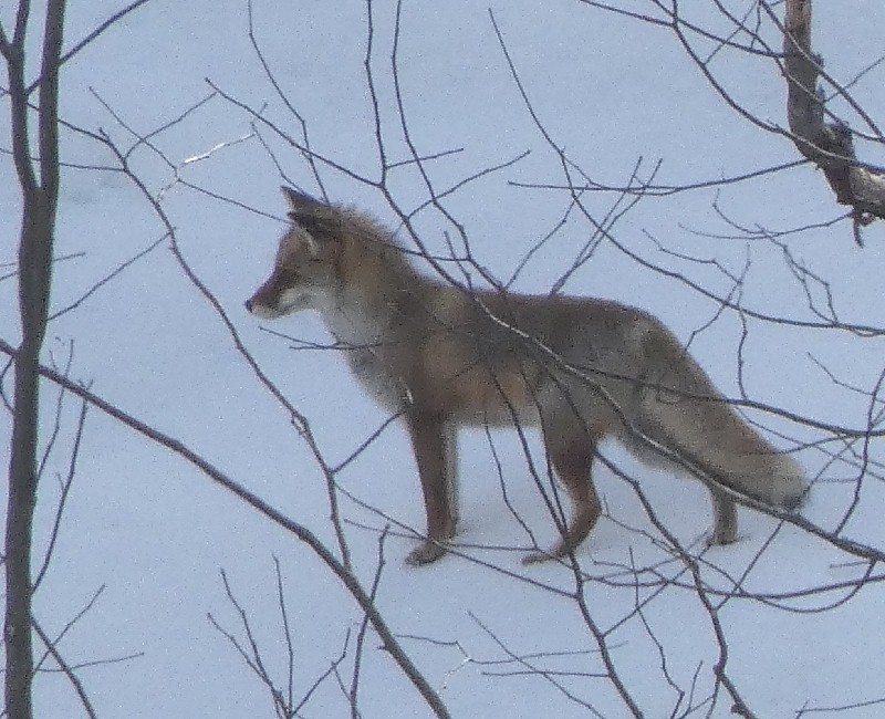 �z���h�L�c�l