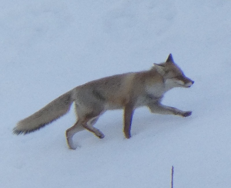 �z���h�L�c�l