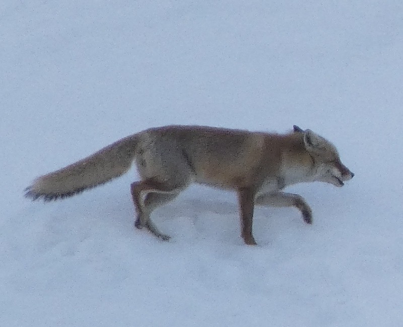 �z���h�L�c�l